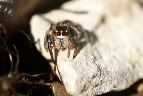 Pellenes seriatus